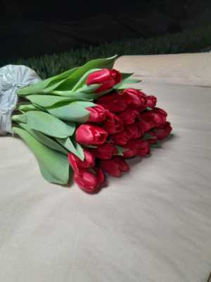 Тюльпан