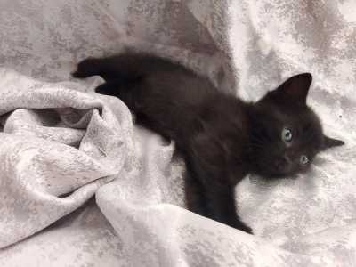 Отдаю кошку