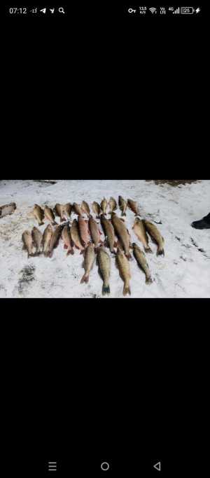 Рыба свежая