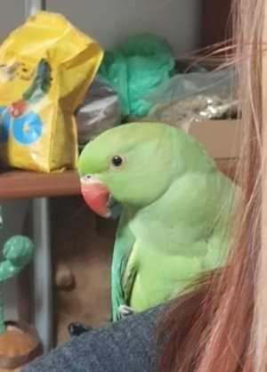 Ожереловый попугай, 6,5 месяцев