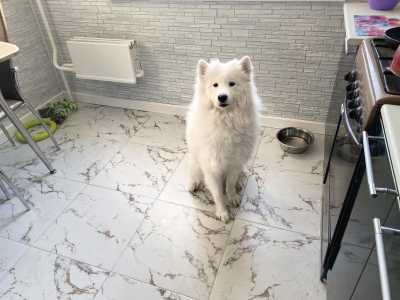 Щенки Самоеда