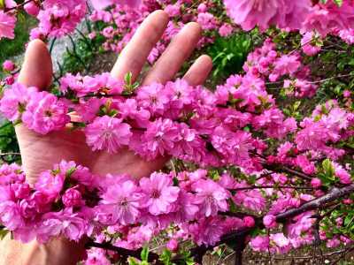 Сакура Японская