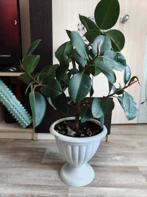 Фикус в горшке