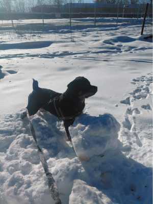 Щенок ротвейлер