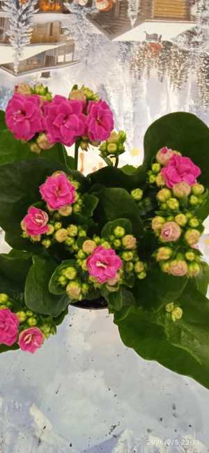 Каланхоэ, Донецк.