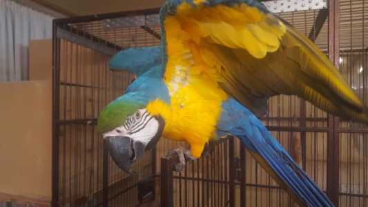 Ара синежелтый