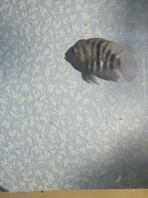 Полосатая цихлозома