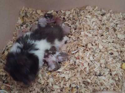 Сирийские хомяки