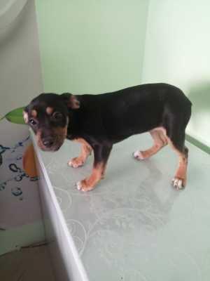 Щенок девочка