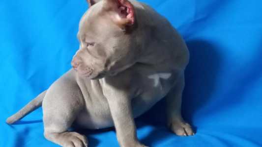 ���� ������� � ��� ������� �����,�������