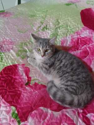 Отдаю в добрые руки