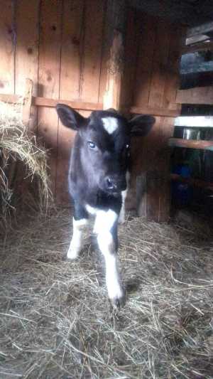 Бычок 2 месяца