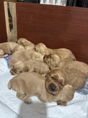 ����� ����� ��������