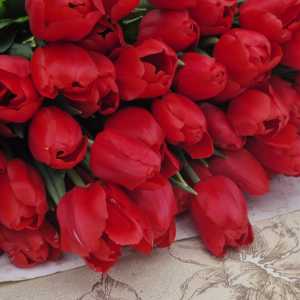 Тюльпан к 8 марта