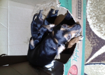 продаются щенки