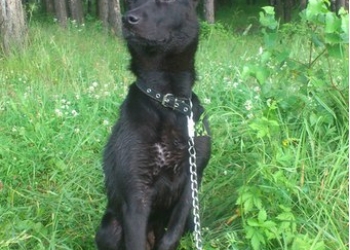 отдам в добрые руки