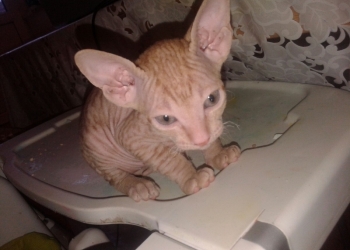 Котята сфинкс
