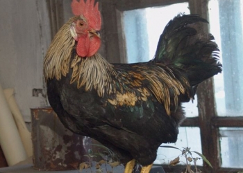 Продам Красивых петухов 8 мес.