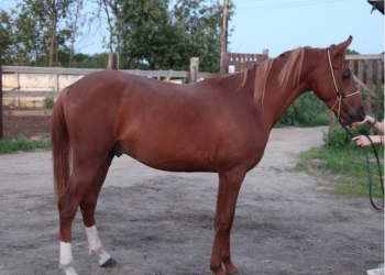 Продаю АРАБО ПОНИ 25.05.2015г.