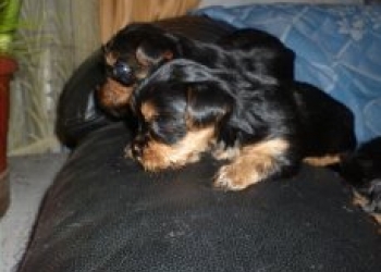 чудесные малыши