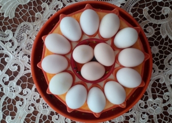 яйцо, цыплята 1мес.(пушкинские)