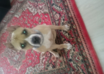 Отдам в хорошие руки