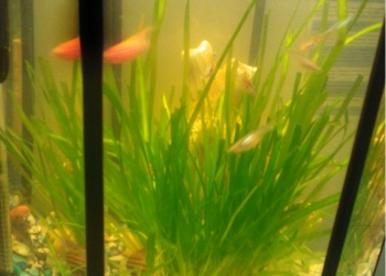 отдам рыб (бесплатно)