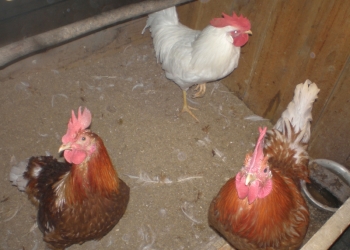 Продаю петухов