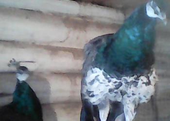 Индийский павлин