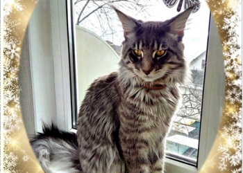 Домашняя гостиница для животных, зоогостиница, передержка