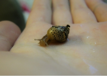 улитки Ахатины