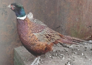 Фазаны охотничьи, обыкновенные.