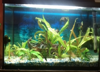 Продам аквариум с рыбками 100 л