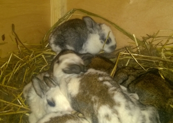 Продаю крольчат