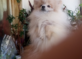 3"года,мальчик ищет свою с(уженную)