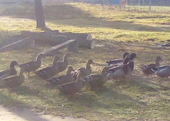 Подсадные утки и селезни