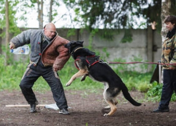 Продажа щенков