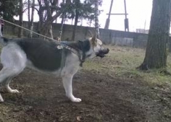 Продажа щенков