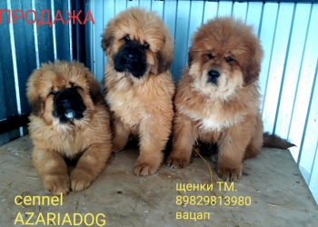 щенки тибетского мастифа