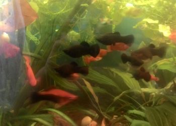 Аквариумные рыбки