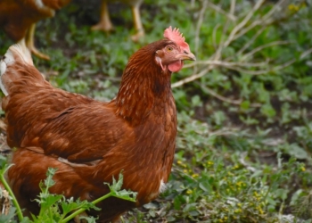 Несушки красные
