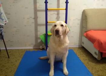 Отдам в добрые руки