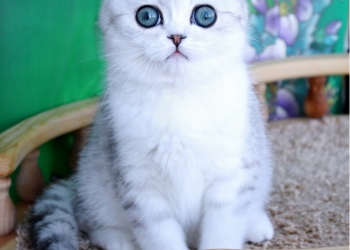 Серебристый котик с изумрудными глазами