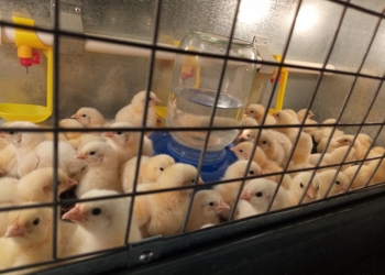 Бройлеры суточные