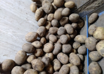 картофель оптом 5+ 2 сорт в Татарстане сорт ГАЛА