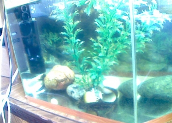 Испанские Тритоны