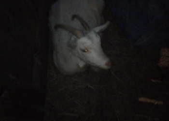 Продаются коза с козлятами