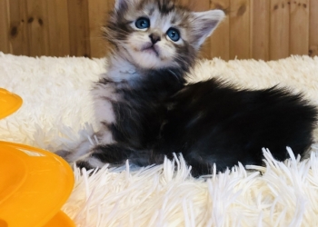 Предлагаем к бронированию котят