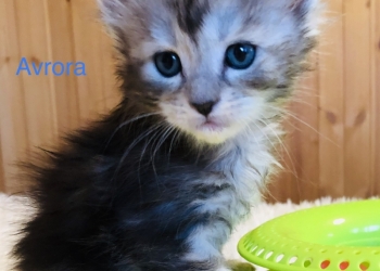 Предлагаем к бронированию котят