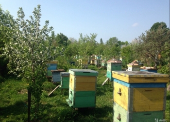 Пчелосемьи продажа